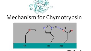 Mechanism of Chymotrypsin [upl. by Ennayhc252]