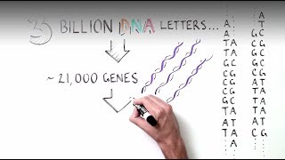 Just What is RNA Splicing [upl. by Silverts889]