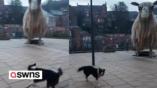 Sheepdog tries to herd giant statue  of a sheep  SWNS [upl. by Anivlis]