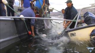 Columbia River Gill Netting PSA [upl. by Shulem]