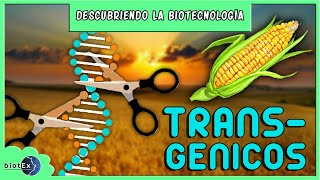 TRANSGÉNICOS  Descubriendo la Biotecnología [upl. by Ashlie381]