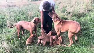 Olympicdogs Rojo x Long Tall Sally quotRoaddogquot pups  7 wks Boerboel Dane Neo  6 other breeds [upl. by Ybroc]