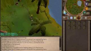 RuneScape how to hunt Feldip Weasels for beginners [upl. by Luoar]