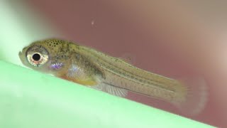 The Hidden World of a Baby Guppy [upl. by Klump]