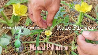 Manual Pollination of Watermelon PARTNERS DIARY [upl. by Narol326]