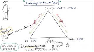 Stoffwechsel Teil 2 Kohlenhydratstoffwechsel einfach erklärt [upl. by Aala]