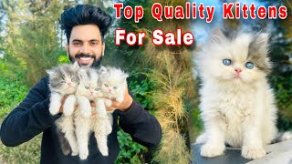 Persian Cats For sale  persian cat baby  persian cat price in india  persian cat  cats for sale [upl. by Lashondra702]