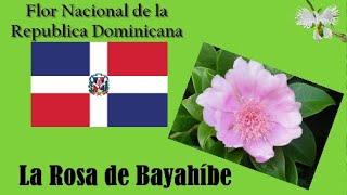 Rosa de Bayahibe  MI FLOR NACIONAL República Dominicana  Mi diario de jardín [upl. by Arhas47]