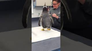 Meeting a Gentoo Penguin [upl. by Naujik]