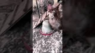 Feeding Roosters mealtime fun rooster home feedingtime backyard [upl. by Monney]