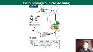 Tema Cyclospora cayetanensis [upl. by Saoj]