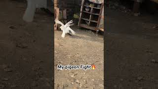 My pigeon fight🔥🔥🔥 [upl. by Wheaton838]