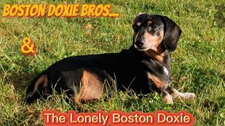 Boston Doxie Bros amp The Lonely Boston Doxie [upl. by Acker]