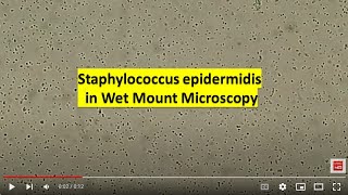 Staphylococcus epidermidis in Wet Mount of Culture [upl. by Cristie]