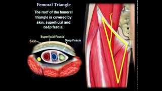 Femoral Triangle  Everything You Need To Know  Dr Nabil Ebraheim [upl. by Ellenuahs]