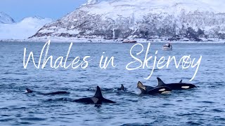 Seeing wild Orca and Humpback whales in Tromsø [upl. by Yensehc]