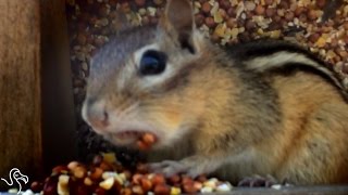 Chipmunk Discovers The Limits Of Stuffing Nuts In His Cheeks [upl. by Ahselrak]