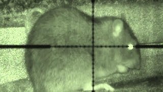 Budget night vision ratting [upl. by Karsten]