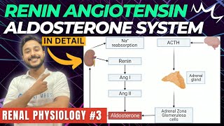 renin angiotensin aldosterone system renal physiology  renin pathway physiology  RAAS physiology [upl. by Russia]