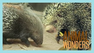 Our Two Porcupines Kemosabe amp Kizmit [upl. by Einahets]