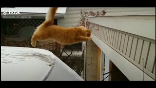 Weeee meme Compilation  Funny Animals  Tiktok [upl. by Anilejna963]