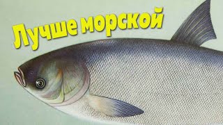 Единственная речная рыба у которой пользы больше чем у морской [upl. by Rabi805]