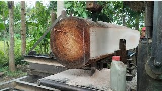 kayu Albasia alot bangett jumbo 3 meter [upl. by Berget872]