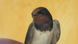 Stray Chimney Swallow Hirundo rustica [upl. by Rosalynd58]