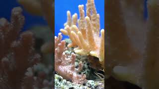 Amazing Coral Reef  Under The Sea Short [upl. by Kalvin]