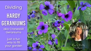 Dividing Hardy Geraniums Cranesbill Geraniums [upl. by Philemol]