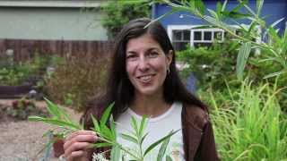 Growing Milkweed for Monarch Butterflies [upl. by Annaear335]