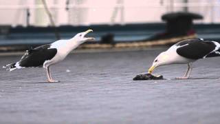 Great Blackbacked Gulls longcalling [upl. by Aynotahs]