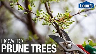 How to Prune Trees [upl. by Eisenstark]