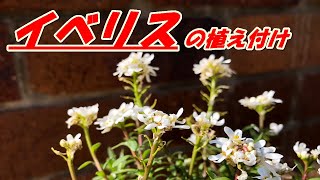 【花】イベリスの育て方・植え付け [upl. by Erdnad]