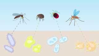 Animation Companion Animal VectorBorne Diseases [upl. by Peta]