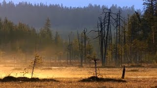 Finlands Nature in Autumn amp Finnish Folk Song quotRöntyskätquot Kardemimmit [upl. by Riada833]