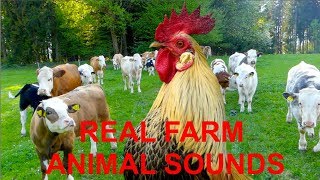 REAL FARM ANIMAL SOUNDS for children and parents  WITHOUT MUSIC  rooster crowing for kids [upl. by Akselav758]