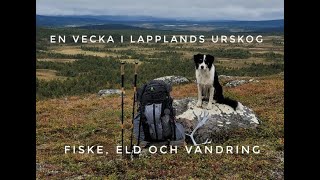 Ensamvandring med Hund i Lapplands Fjäll och Urskog  Fiske Friluftsliv och Vandring [upl. by Valiant]