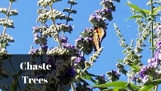 Vitex Agnus Castus or Chaste Tree [upl. by Nonnairb766]