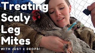 Treating Scaly Leg Mites  Chicken Husbandry Series [upl. by Chemaram]