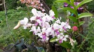 How To Prepare Rice Water as Orchid Fertilizer [upl. by Weinshienk]