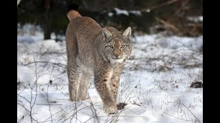 Awesome Facts About Lynxes [upl. by Anazraf]