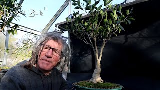 Pruning My Ficus microcarpa Plain The Bonsai Zone Nov 2024 [upl. by Lerner915]