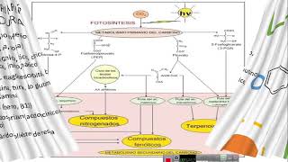 Metabolitos Primarios y Secundarios [upl. by Ellicul]