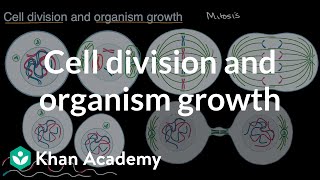 Mitosis  Cell Cycle and Cell Division  Biology  Khan Academy [upl. by Lezlie]