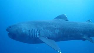 Megamouth Shark Megachasma pelagios filmed in Japan 2020 [upl. by Geof571]