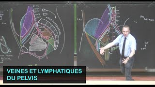 Anatomie des veines et lymphatiques du pelvis Pelvis 6 [upl. by Ohcamac]