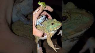 Catch a frog to make you laugh  frogs challenge funny  Catch froggy frog funny  funny videos [upl. by Lladnew]