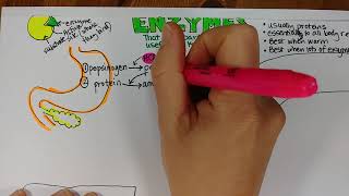 Digestive Enzyme Examples [upl. by Erving]