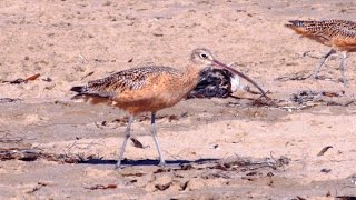 Longbilled Curlew [upl. by Catima]